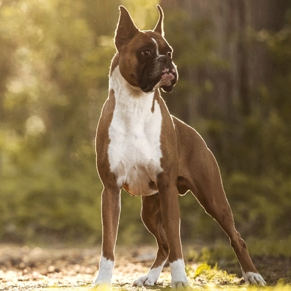 Meet your Posher, streetscape - Picture 1 of 1